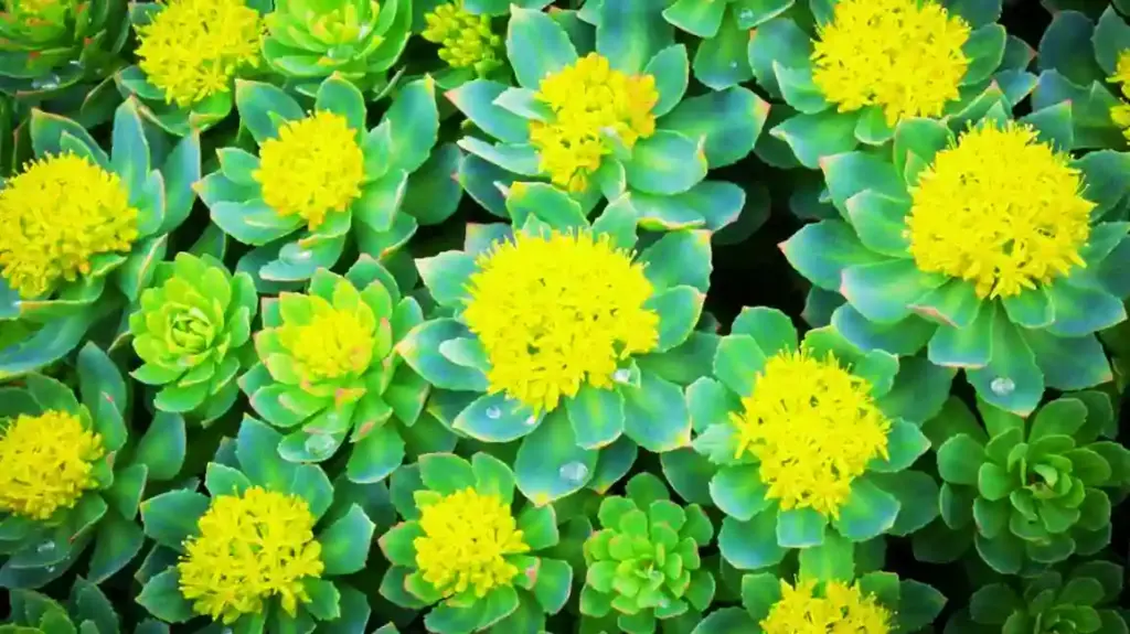 AMF-rhodiola-rosea